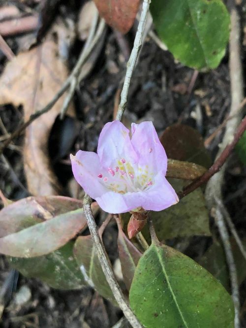 A delicate pink flower surrounded by green leaves and brown foliage on the ground.