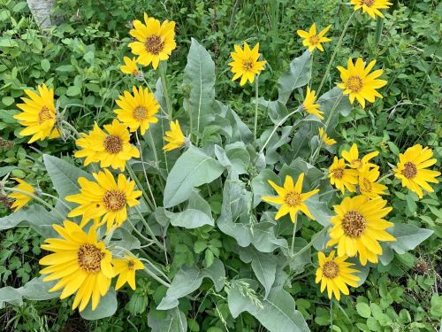 A cluster of bright yellow flowers with green leaves, surrounded by lush greenery.