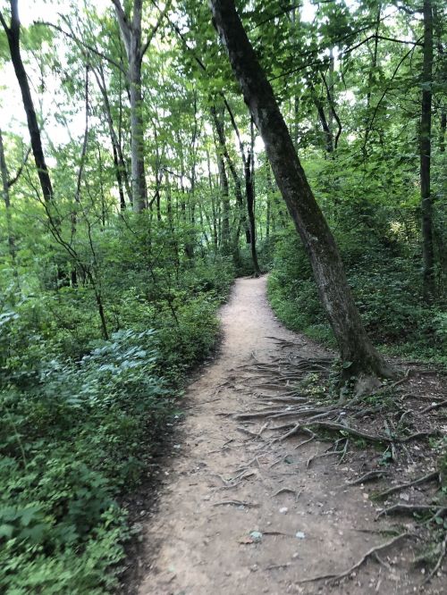 A winding dirt path through a lush green forest, surrounded by trees and dense foliage.