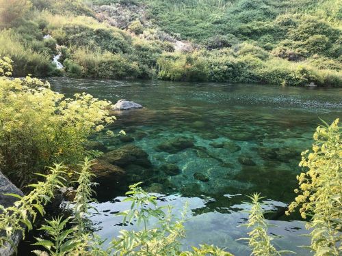 A serene river scene with clear water, lush greenery, and rocky riverbed visible beneath the surface.