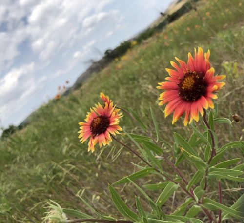 Two vibrant orange and yellow flowers stand tall in a grassy field under a cloudy sky.