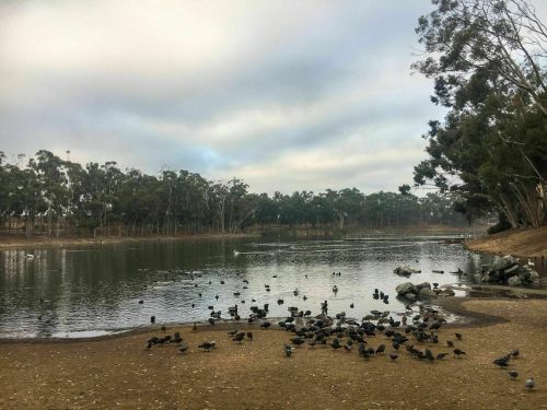 A serene lake surrounded by trees, with a flock of ducks gathered on the shore under a cloudy sky.