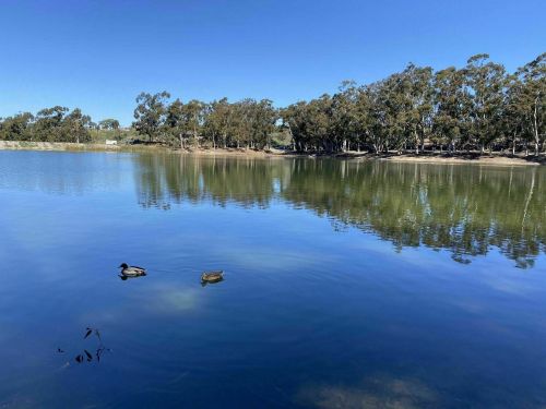 Two ducks swim in a calm lake surrounded by trees, reflecting the clear blue sky.