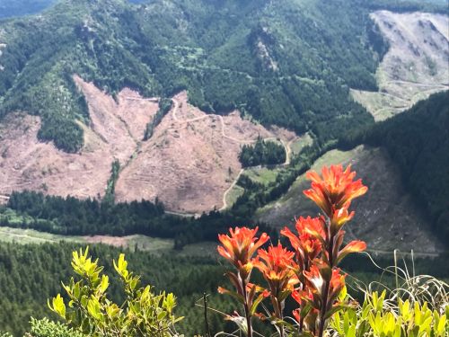Vibrant orange flowers in the foreground with a mountainous landscape and clear-cut areas in the background.