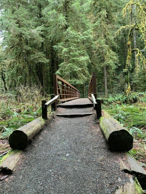 A wooden bridge over a path surrounded by lush green trees and ferns in a serene forest setting.