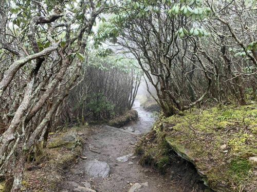 A misty forest path winding through twisted trees and lush greenery, creating a serene, mysterious atmosphere.