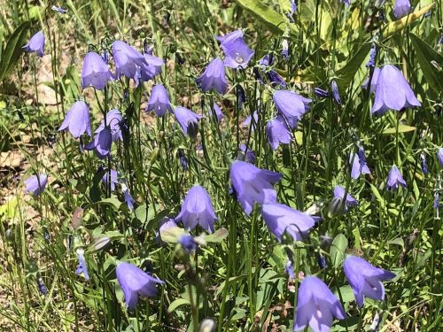 A field of delicate purple bellflowers swaying gently in the breeze among green grass and foliage.