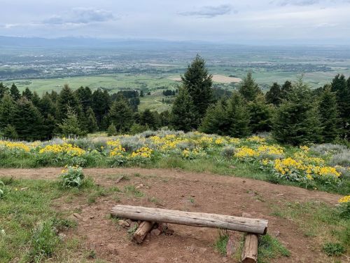 A wooden bench overlooks a valley filled with green fields and yellow wildflowers, surrounded by trees and mountains.