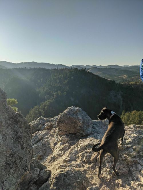 A black dog stands on a rocky ledge, gazing at a scenic mountain view under a clear sky.