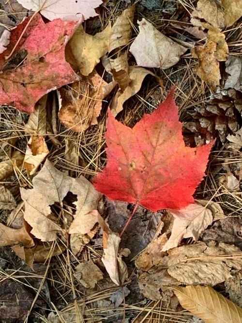 A vibrant red maple leaf among a mix of dried leaves and pine needles on the forest floor.
