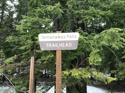 Sign for Tamanawas Falls Trailhead surrounded by lush green trees.