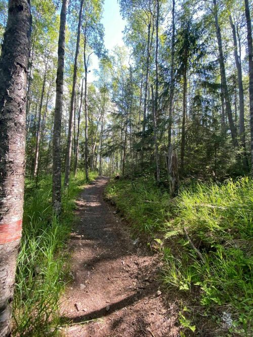 A winding dirt path through a lush green forest with tall trees and dappled sunlight filtering through the leaves.