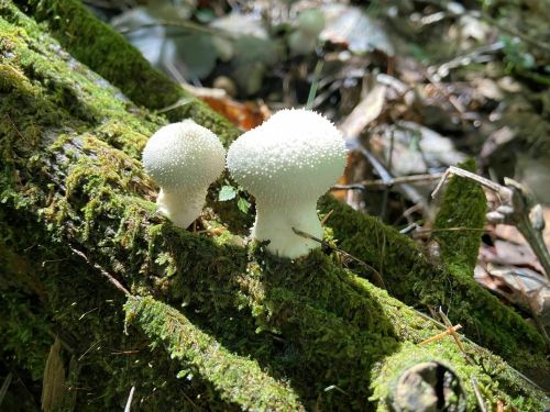 Two small, white, spiky mushrooms growing on a moss-covered log in a forest setting.