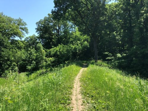 A sunlit dirt path winding through lush green grass and trees in a serene forest setting.