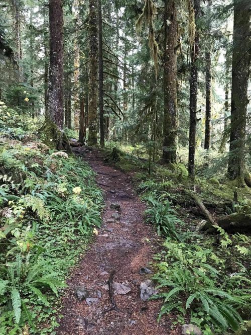 A winding dirt path through a lush, green forest with tall trees and ferns on either side.