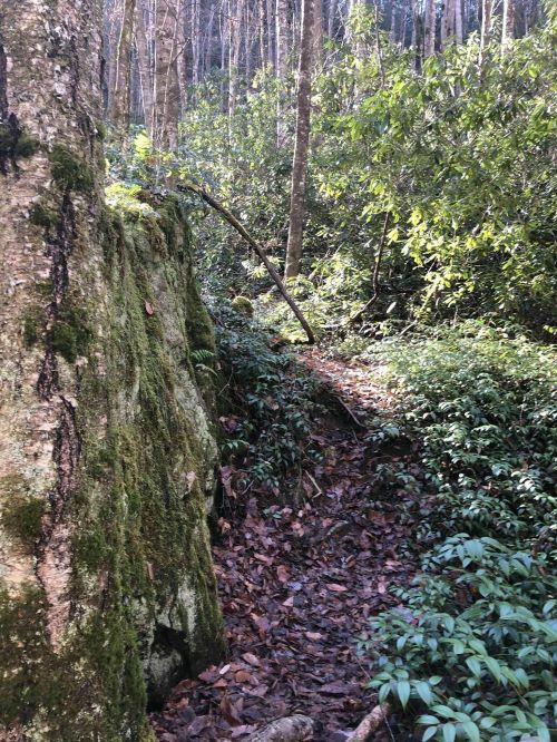 A narrow, winding trail through a lush forest with moss-covered rocks and dense greenery.