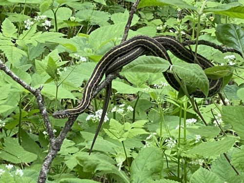 A striped snake resting on a branch surrounded by green foliage and small white flowers.