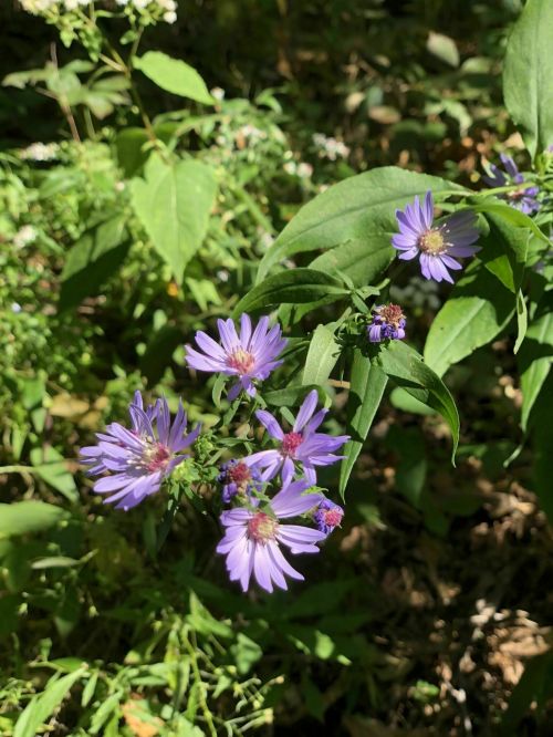 A cluster of purple flowers surrounded by green leaves in a natural setting.