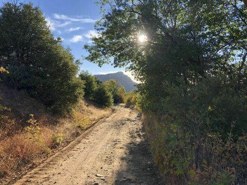 A dirt path surrounded by trees, leading towards a mountain under a bright sun and blue sky.