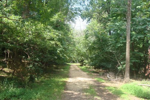 A dirt path surrounded by lush green trees and foliage, leading into a serene forest.