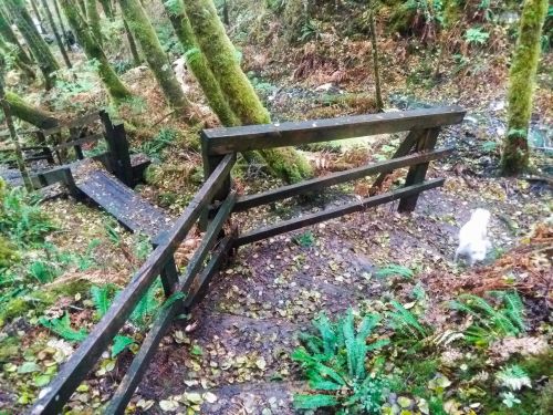 A wooden bridge over a muddy path in a lush, green forest with ferns and moss-covered trees. A small white dog is visible.