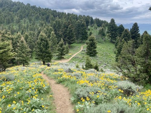 A winding dirt path through a vibrant field of yellow flowers, surrounded by lush green trees and a cloudy sky.