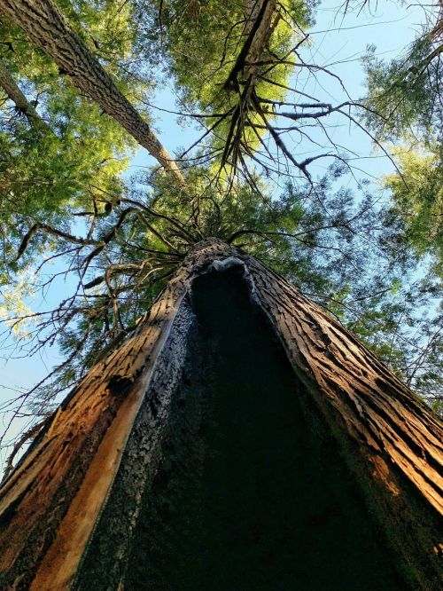 Looking up at tall trees with green foliage against a clear blue sky, showcasing textured bark and branches.