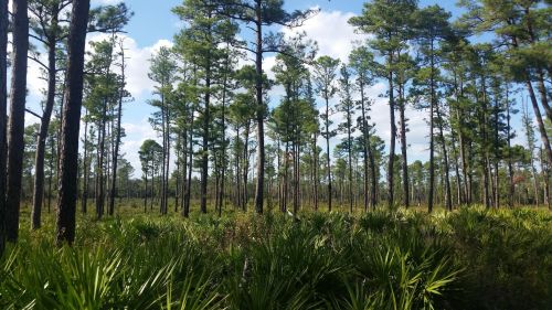 A lush forest with tall pine trees and green underbrush under a blue sky with scattered clouds.
