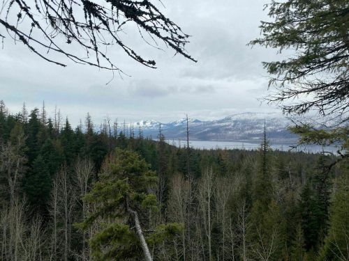 A scenic view of a forest with snow-capped mountains in the background under a cloudy sky.