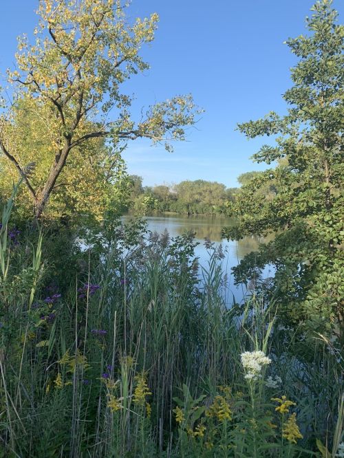 A serene river scene surrounded by lush greenery and wildflowers under a clear blue sky.