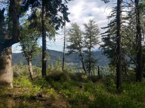 A scenic view of a forest with tall trees, overlooking a valley and distant mountains under a partly cloudy sky.
