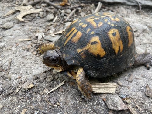 A close-up of a turtle with a patterned shell, resting on a dirt surface among small twigs and leaves.