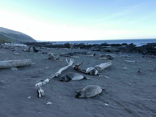 Seals resting on a sandy beach, with driftwood scattered and a calm ocean in the background under a clear sky.