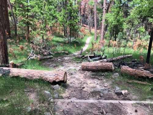 A forest path with fallen logs and greenery, surrounded by trees and signs of recent fire damage.