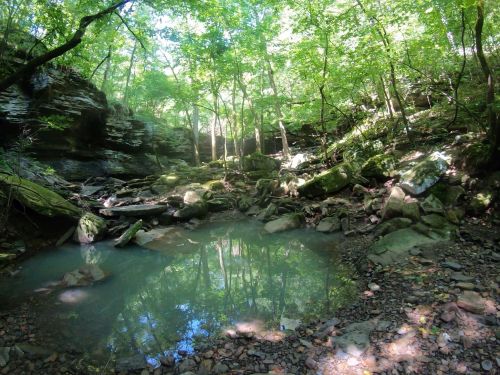 A serene forest scene with lush green trees, rocky terrain, and a small pond reflecting the surrounding nature.