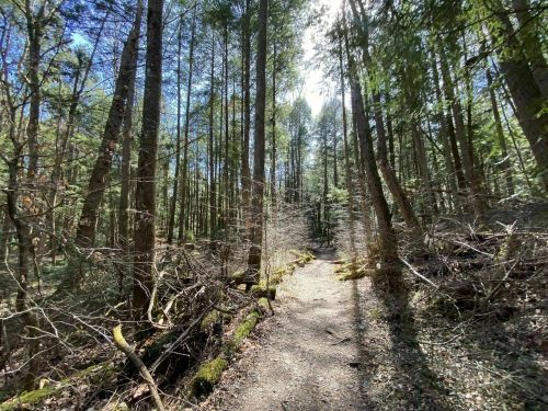 A sunlit forest path surrounded by tall trees and underbrush, creating a serene and inviting atmosphere.