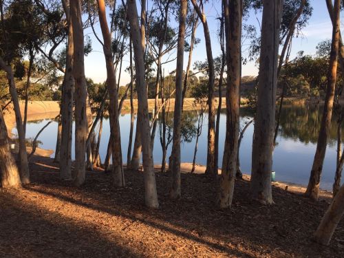 A serene lakeside scene with tall eucalyptus trees reflecting in calm water under a clear sky.