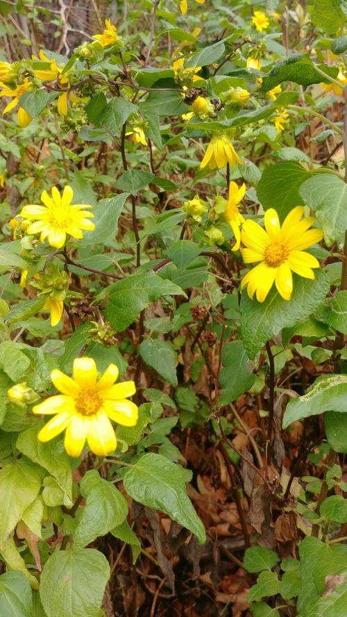 A cluster of bright yellow flowers surrounded by green leaves in a natural setting.