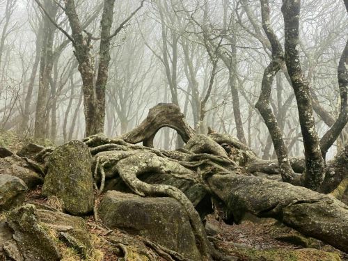 A misty forest scene with twisted tree roots and bare branches, creating an eerie, atmospheric landscape.