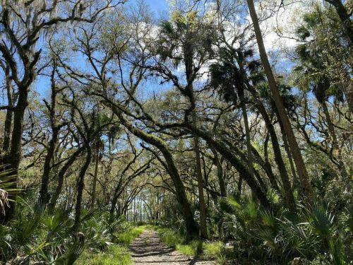 A winding path through a lush forest with tall trees and palm fronds under a bright blue sky.