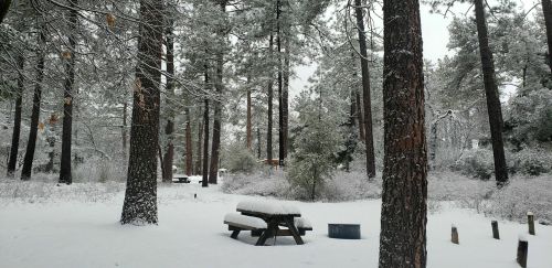 A snowy forest scene with tall pine trees, a picnic table covered in snow, and a serene, wintery atmosphere.
