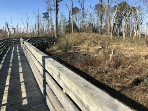 A wooden boardwalk leads through a marshy area with sparse trees and dry vegetation under a clear blue sky.