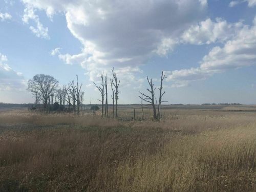 A landscape featuring tall, bare trees amidst golden grass under a cloudy sky.