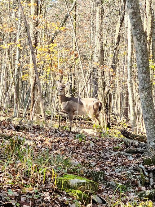 A deer stands among trees and fallen leaves in a forest, surrounded by autumn foliage.