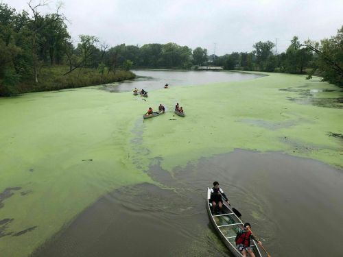 A group of people paddles canoes on a river covered with green algae, surrounded by trees and a cloudy sky.