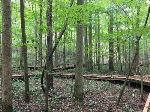 A winding wooden boardwalk through a lush green forest with tall trees and dense foliage.