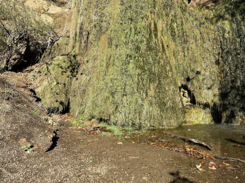 A moss-covered rock near a small pool of water, surrounded by fallen leaves and earthy terrain.