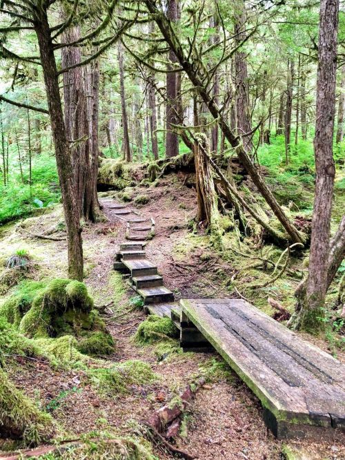 A moss-covered forest path with wooden steps and a small bridge, surrounded by tall trees and lush greenery.