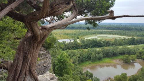 A gnarled tree overlooks a lush green landscape with winding rivers and fields under a cloudy sky.