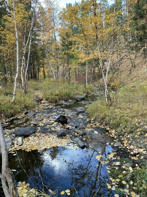 A serene stream flows through a forest with autumn foliage, reflecting trees and fallen leaves on the water's surface.